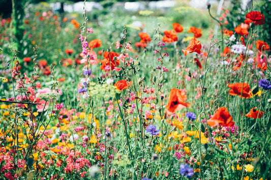 Did you know that Flowers Make us Feel Better?